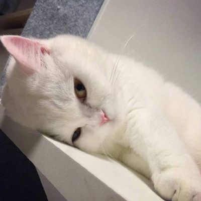 摸一下一只小鱼干 超萌喵星人头像