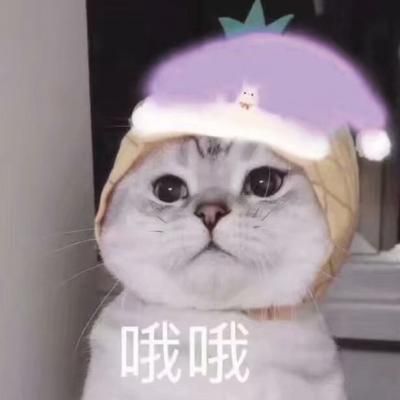 哦哦 看我的圣诞帽好不好看 不同颜色的圣诞帽