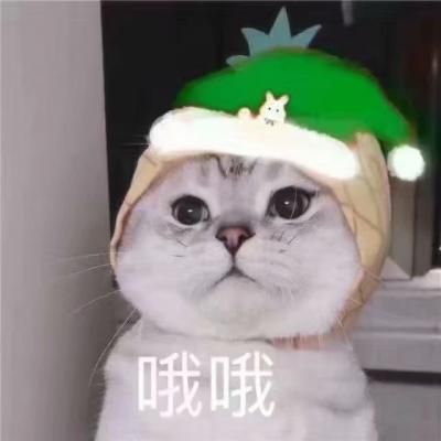 哦哦 看我的圣诞帽好不好看 不同颜色的圣诞帽