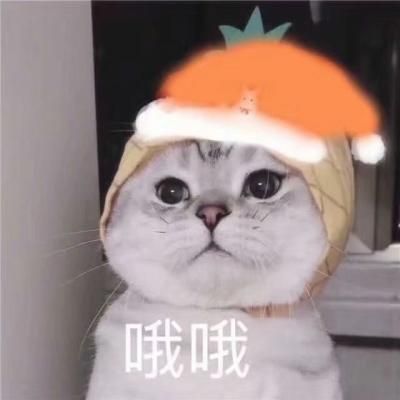 哦哦 看我的圣诞帽好不好看 不同颜色的圣诞帽