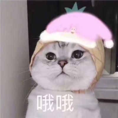 哦哦 看我的圣诞帽好不好看 不同颜色的圣诞帽