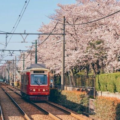 小清新日系樱花头像