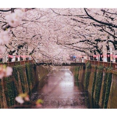 小清新日系樱花头像