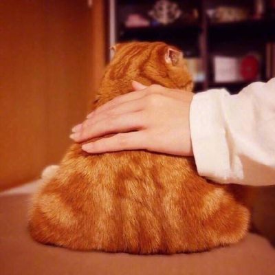 大橘为重 超可爱橘猫qq头像