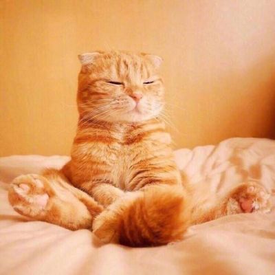 大橘为重 超可爱橘猫qq头像