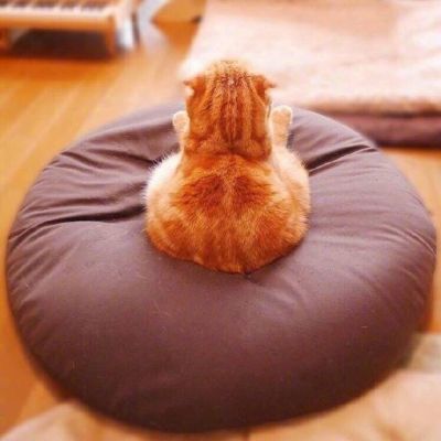 大橘为重 超可爱橘猫qq头像