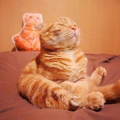 大橘为重 超可爱橘猫qq头像