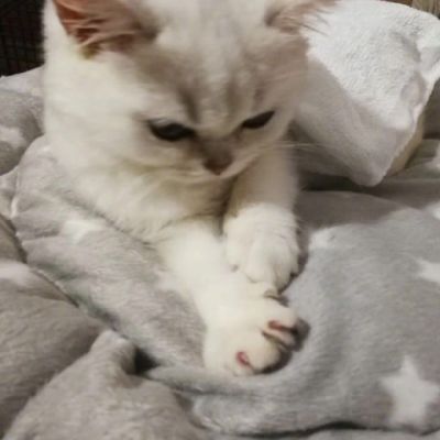 喵星人图片小猫咪qq头像