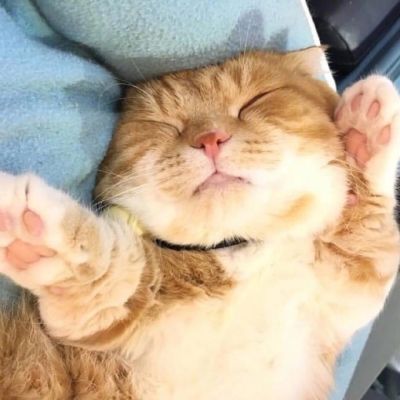 喵星人图片小猫咪qq头像