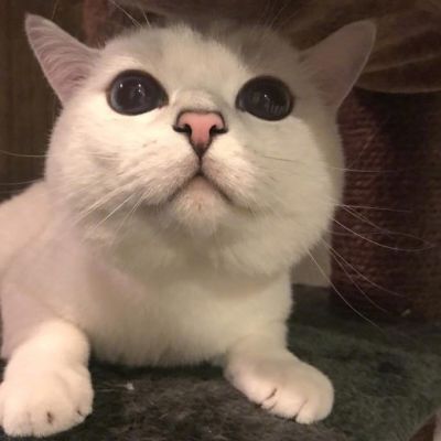 喵星人图片小猫咪qq头像