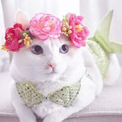 貌美猫咪头像喵星人图片