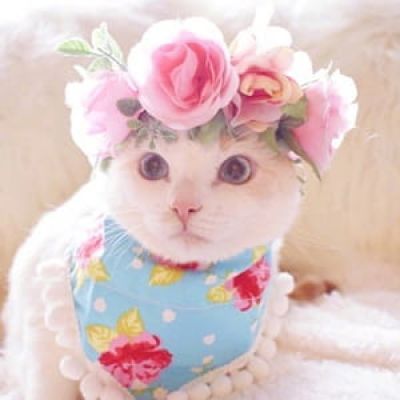 貌美猫咪头像喵星人图片