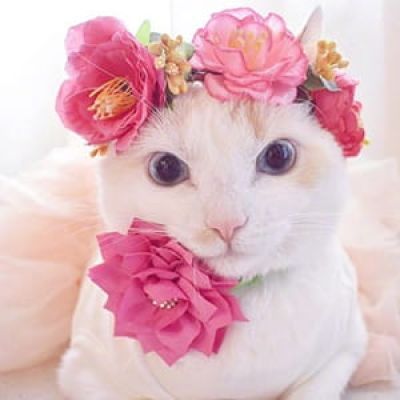 貌美猫咪头像喵星人图片