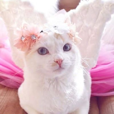 貌美猫咪头像喵星人图片