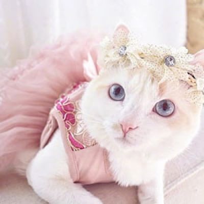 貌美猫咪头像喵星人图片