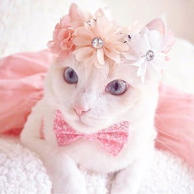 貌美猫咪头像喵星人图片