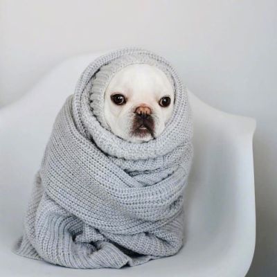 赖床是对冬天的基本尊重 狗子qq头像