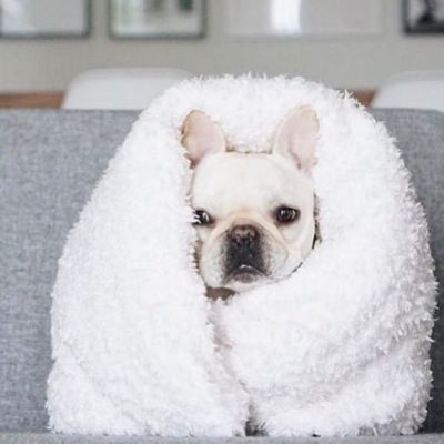 赖床是对冬天的基本尊重 狗子qq头像