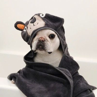 赖床是对冬天的基本尊重 狗子qq头像