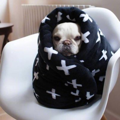 赖床是对冬天的基本尊重 狗子qq头像