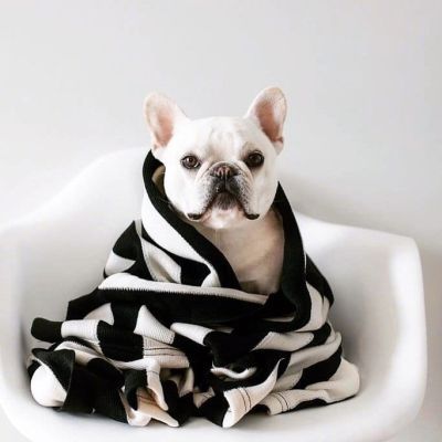 赖床是对冬天的基本尊重 狗子qq头像