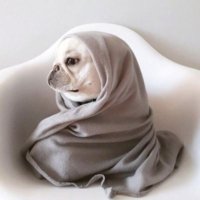 赖床是对冬天的基本尊重 狗子qq头像