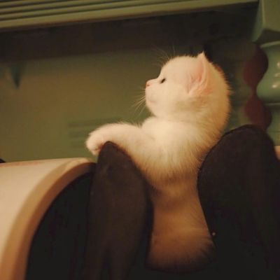 快来看猫片 超可爱猫咪头像