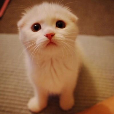 快来看猫片 超可爱猫咪头像