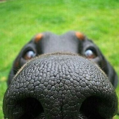 “妈！有人用鼻孔瞪我！”动物鼻孔沙雕头像