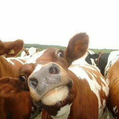 “妈！有人用鼻孔瞪我！”动物鼻孔沙雕头像