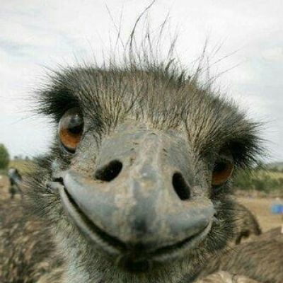 “妈！有人用鼻孔瞪我！”动物鼻孔沙雕头像