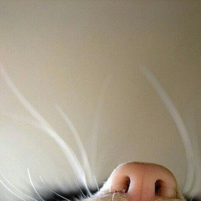 “妈！有人用鼻孔瞪我！”动物鼻孔沙雕头像