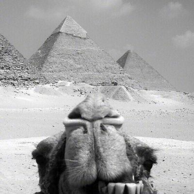 “妈！有人用鼻孔瞪我！”动物鼻孔沙雕头像