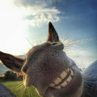 “妈！有人用鼻孔瞪我！”动物鼻孔沙雕头像