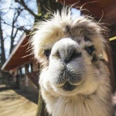 “妈！有人用鼻孔瞪我！”动物鼻孔沙雕头像