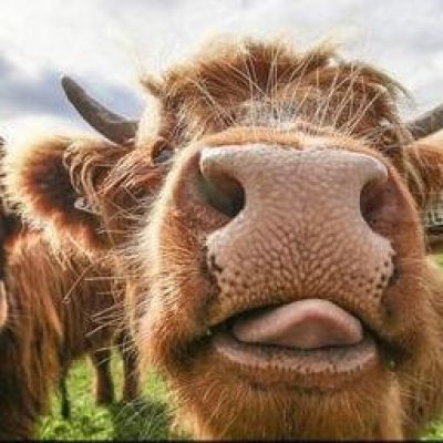 “妈！有人用鼻孔瞪我！”动物鼻孔沙雕头像