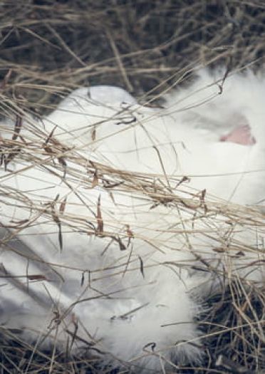 网易手游阴阳师 姑获鸟 金鸾鹤 cosplay(1)