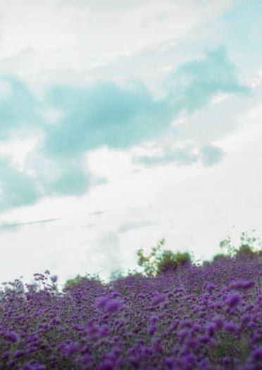 小さなスイートポイズン