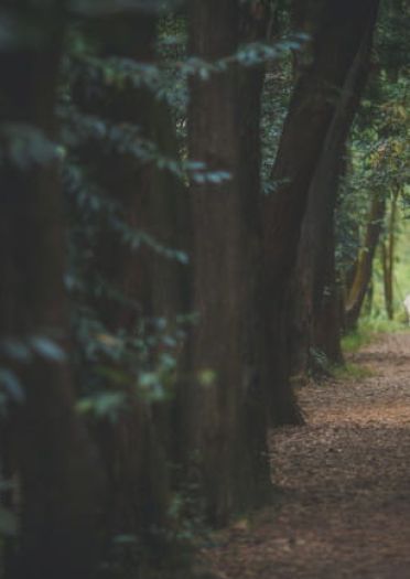 【cos正片】博丽灵梦