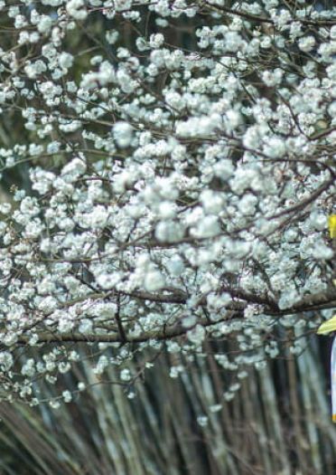 【古剑奇谭】风晴雪暖