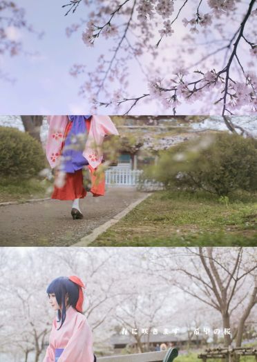 —— 樱 花 大 战 ——