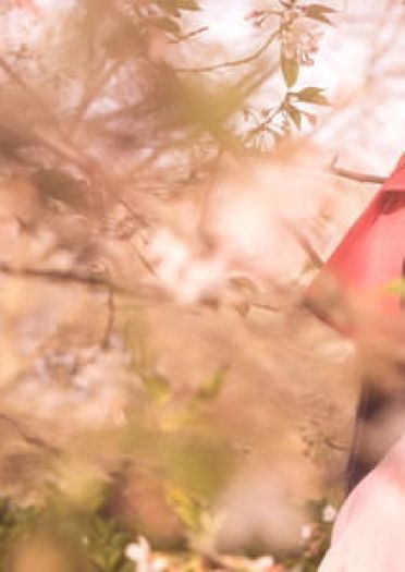 —— 樱 花 大 战 ——