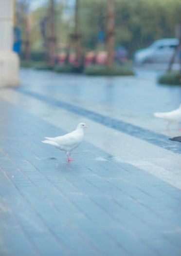 Re:从零开始的异世界生活 绝对领域 白丝 花嫁 蕾姆 cosplay