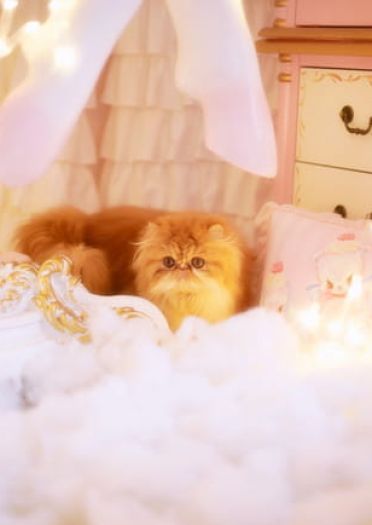 我也是有猫的人了～ 圣诞贺图(1)