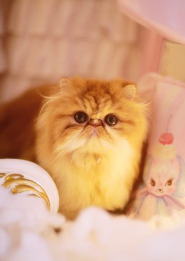 我也是有猫的人了～ 圣诞贺图(1)