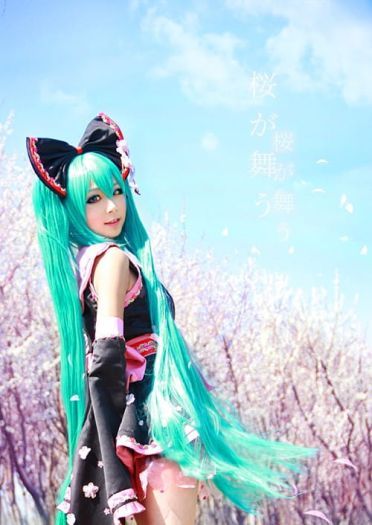 【COS】MIKU-樱花飞舞