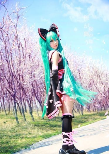 【COS】MIKU-樱花飞舞
