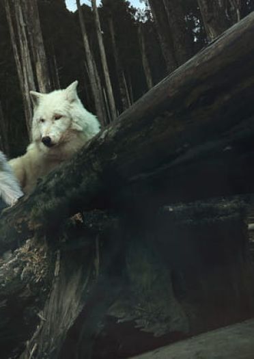 【COS】angie cosplay集