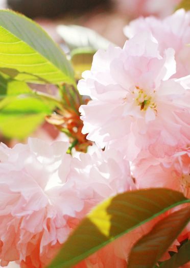 【授权cos】剑网情缘三--超可爱丐萝cos