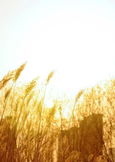 狼与香辛料 赫萝cos